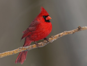 Northern_Cardinal