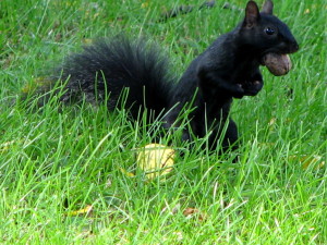 black_squirrel