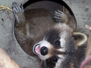 happy raccoon